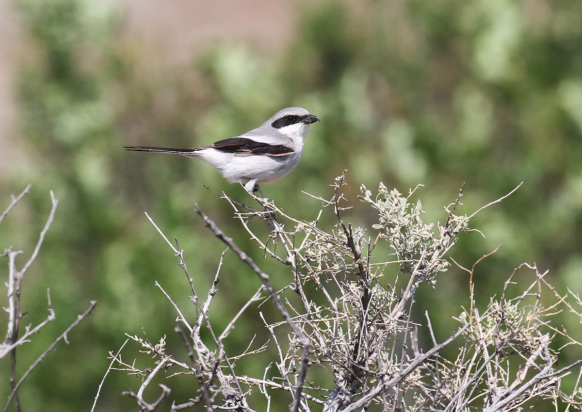 Loggerhead Shrike - ML104194051