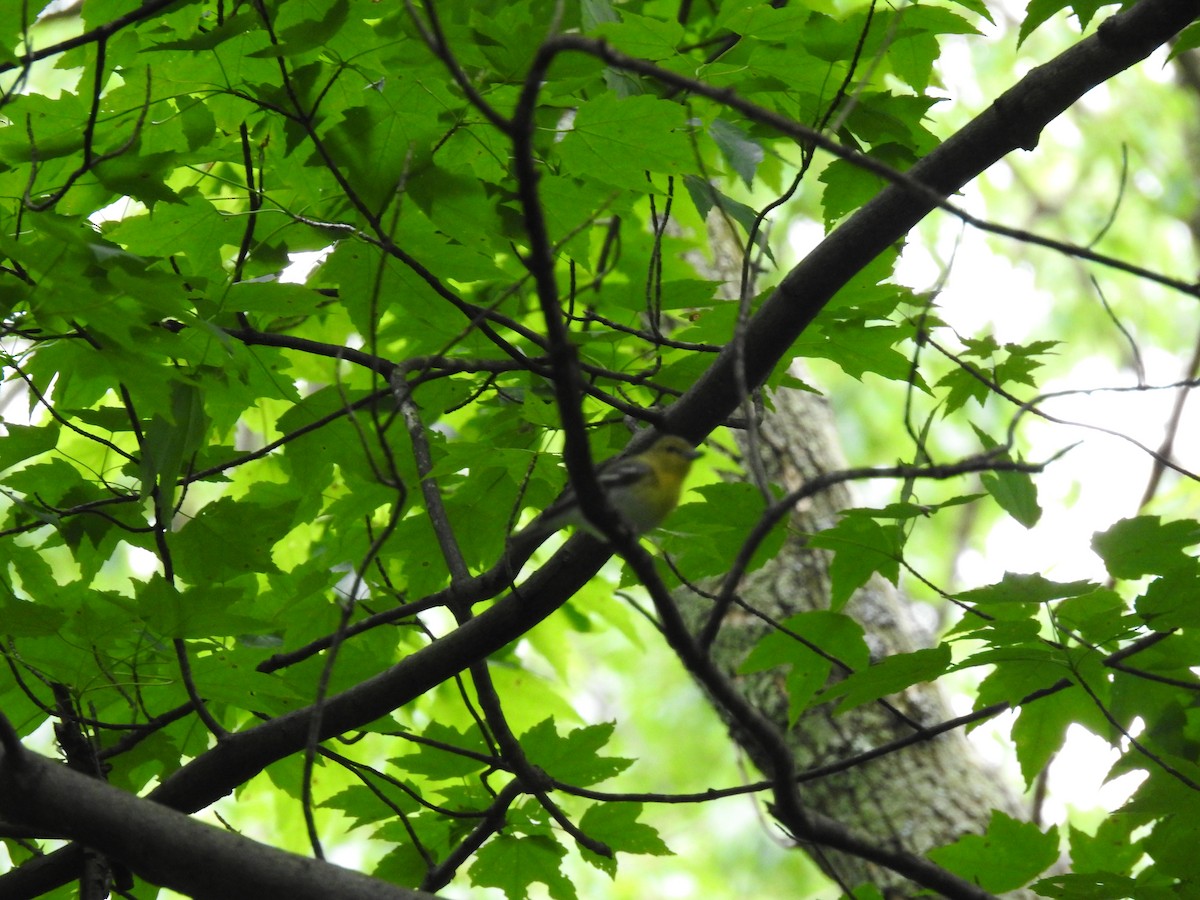 Yellow-throated Vireo - Adam Zorn