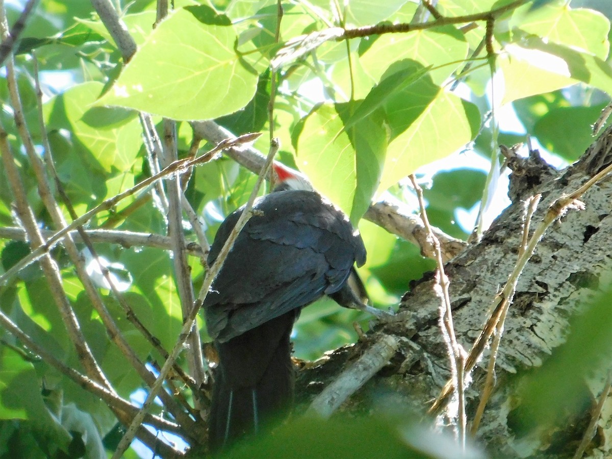 Pileated Woodpecker - Wally Tomlinson