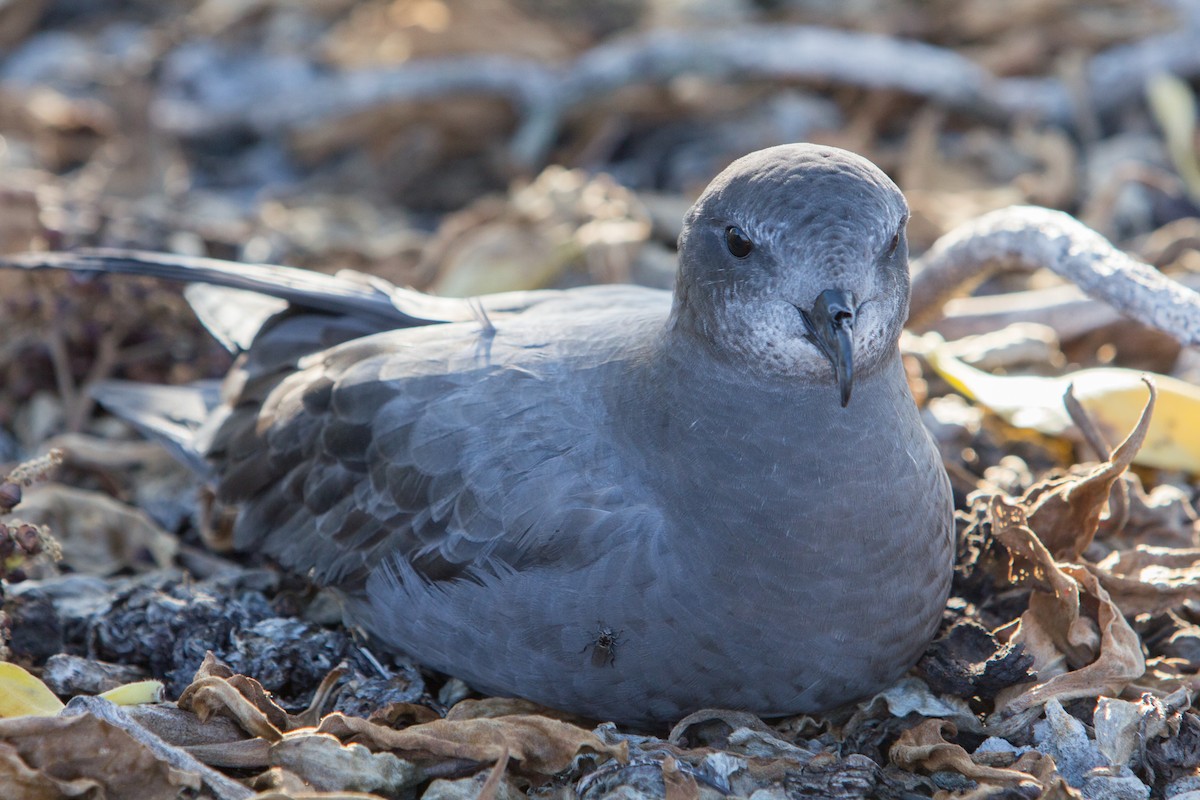 Murphy's Petrel - ML104195921