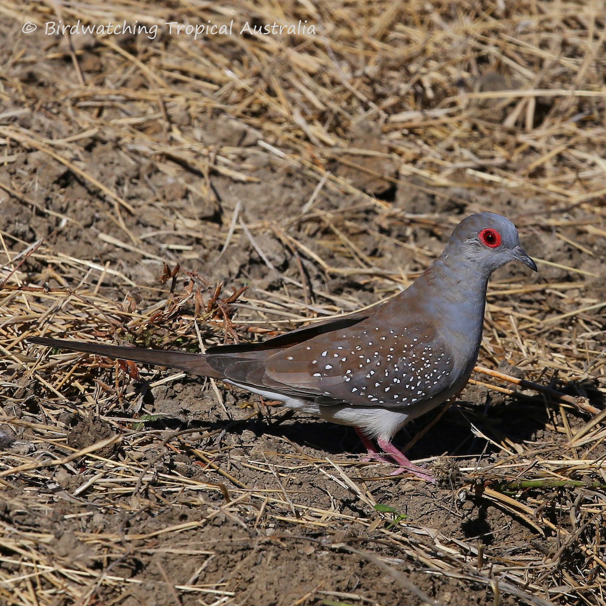 Diamond Dove - ML104196361