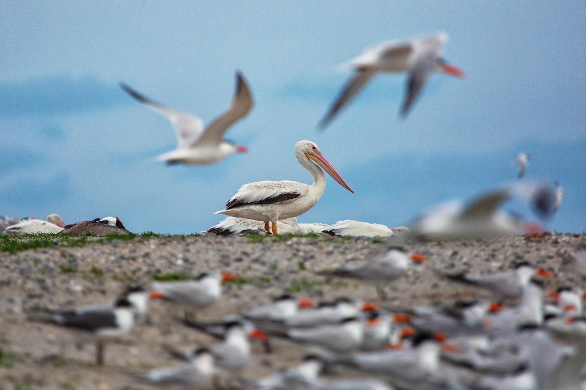 American White Pelican - ML104198671