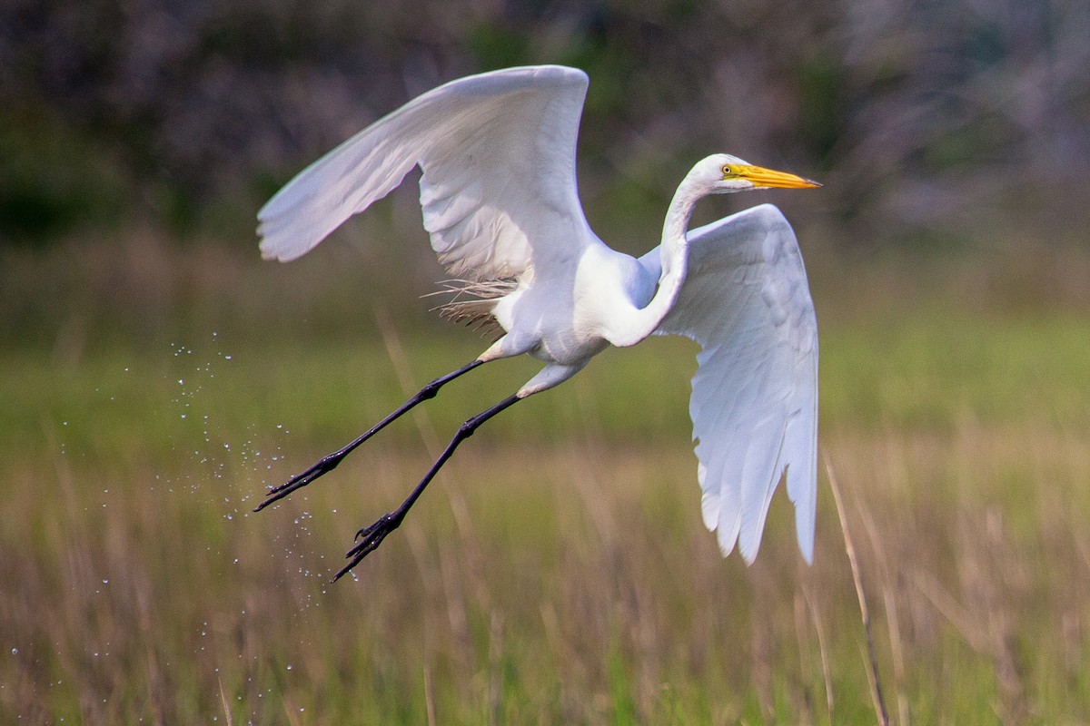 大白鷺 - ML104198731