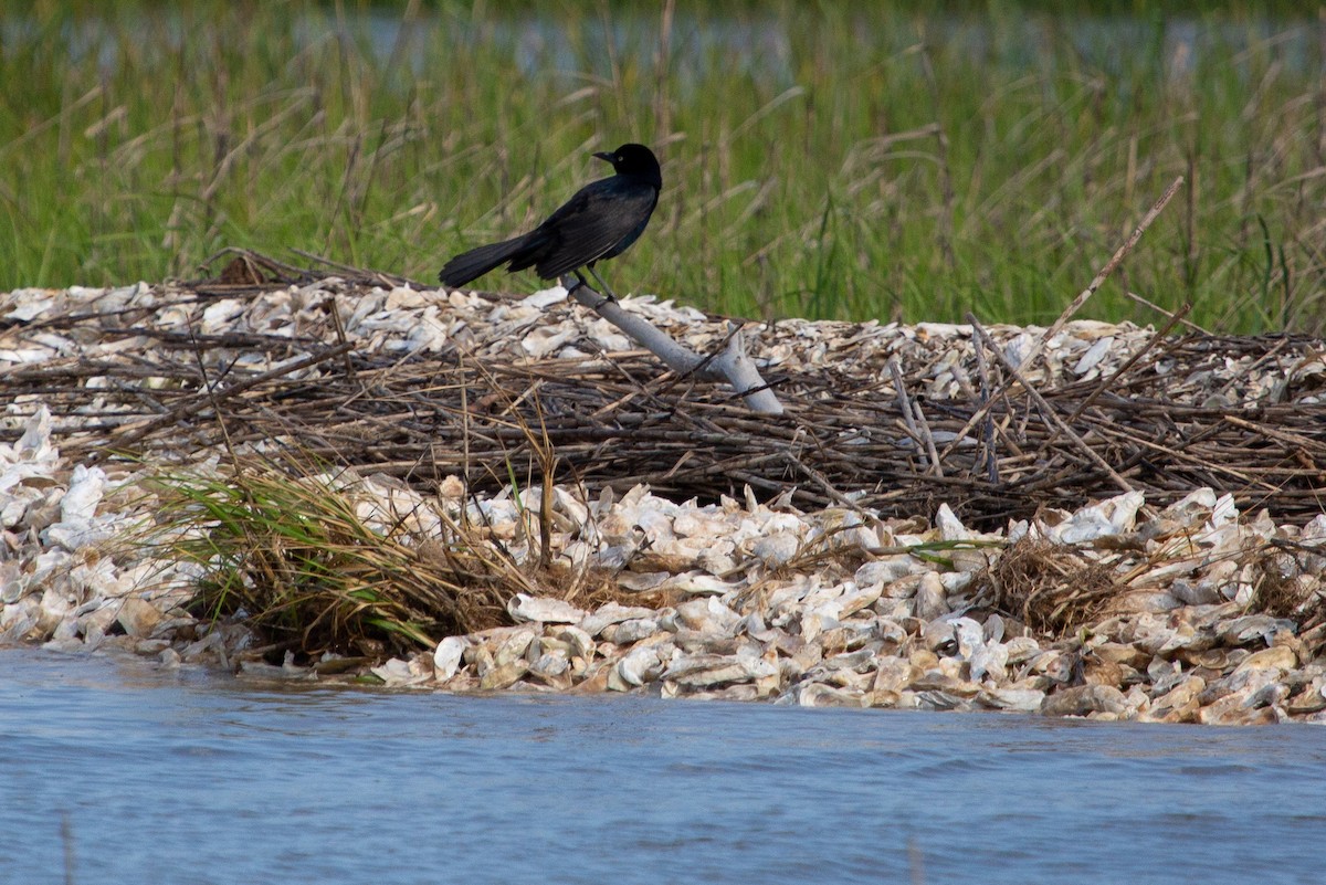 Boat-tailed Grackle - ML104198831