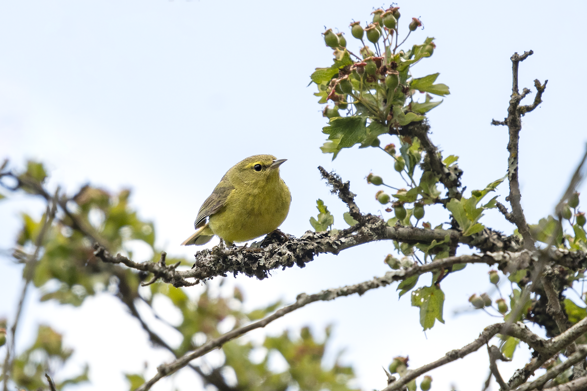 Orange-crowned Warbler - ML104198971