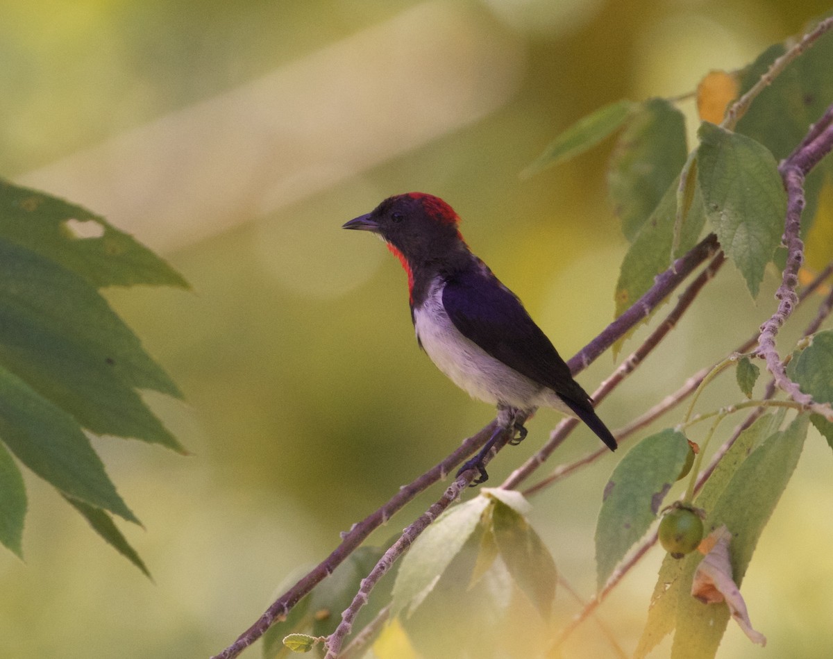 Black-fronted Flowerpecker - Scott Baker