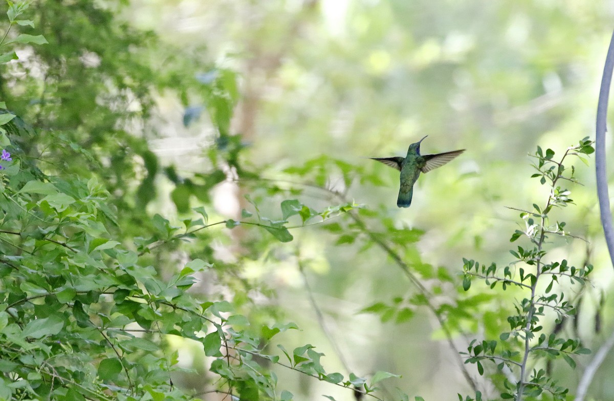 kolibřík zelený - ML104202381