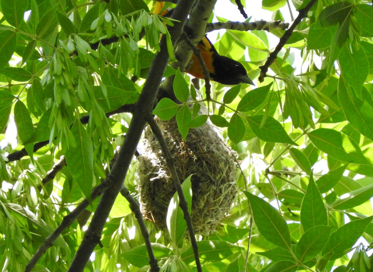 Baltimore Oriole - Cristina Hartshorn