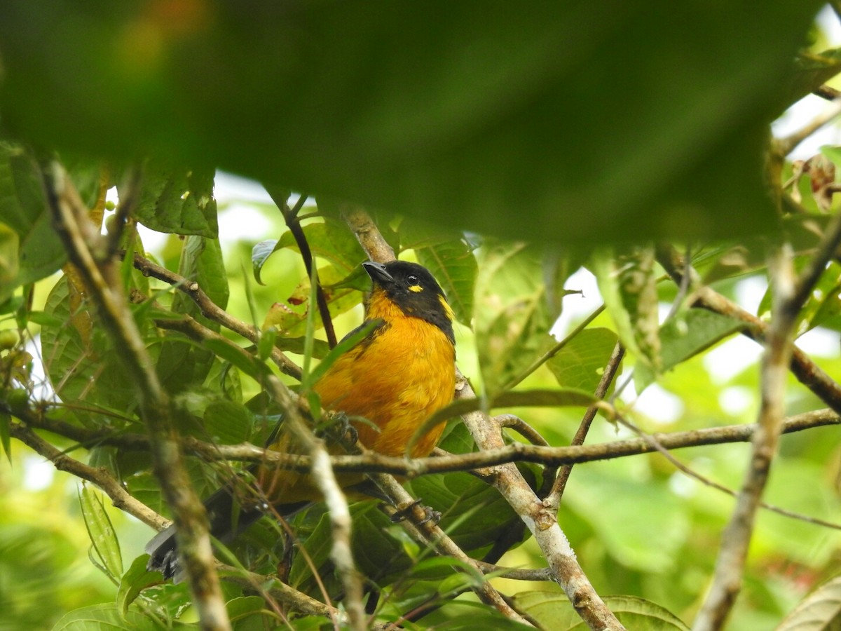 Lacrimose Mountain Tanager - ML104204271