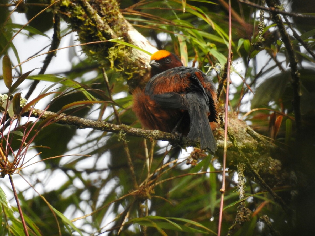 Plushcap - ML104204401