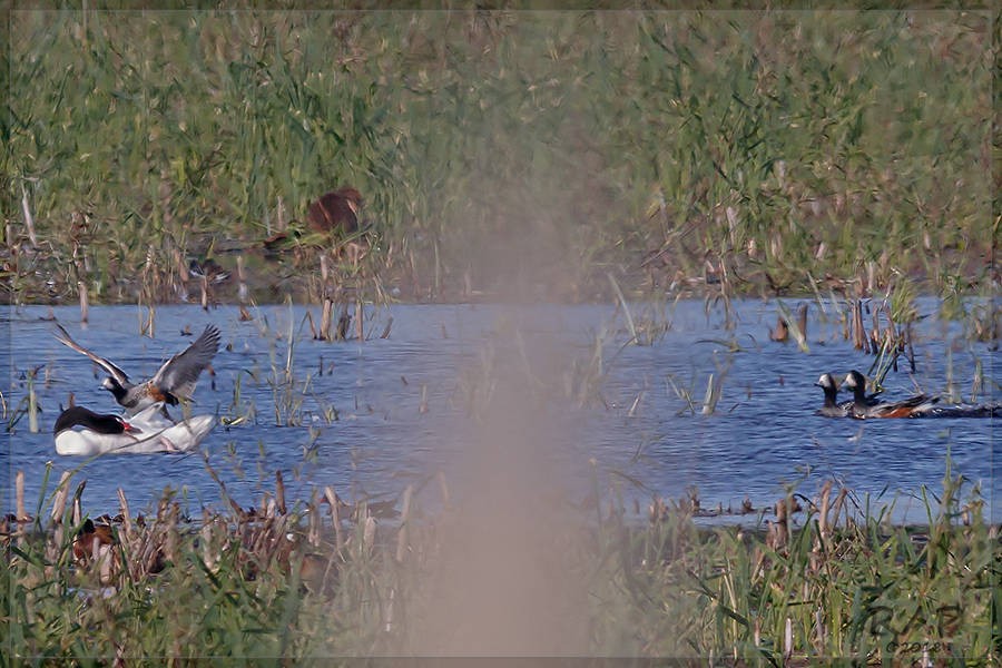 Chiloe Wigeon - Ricardo A.  Palonsky