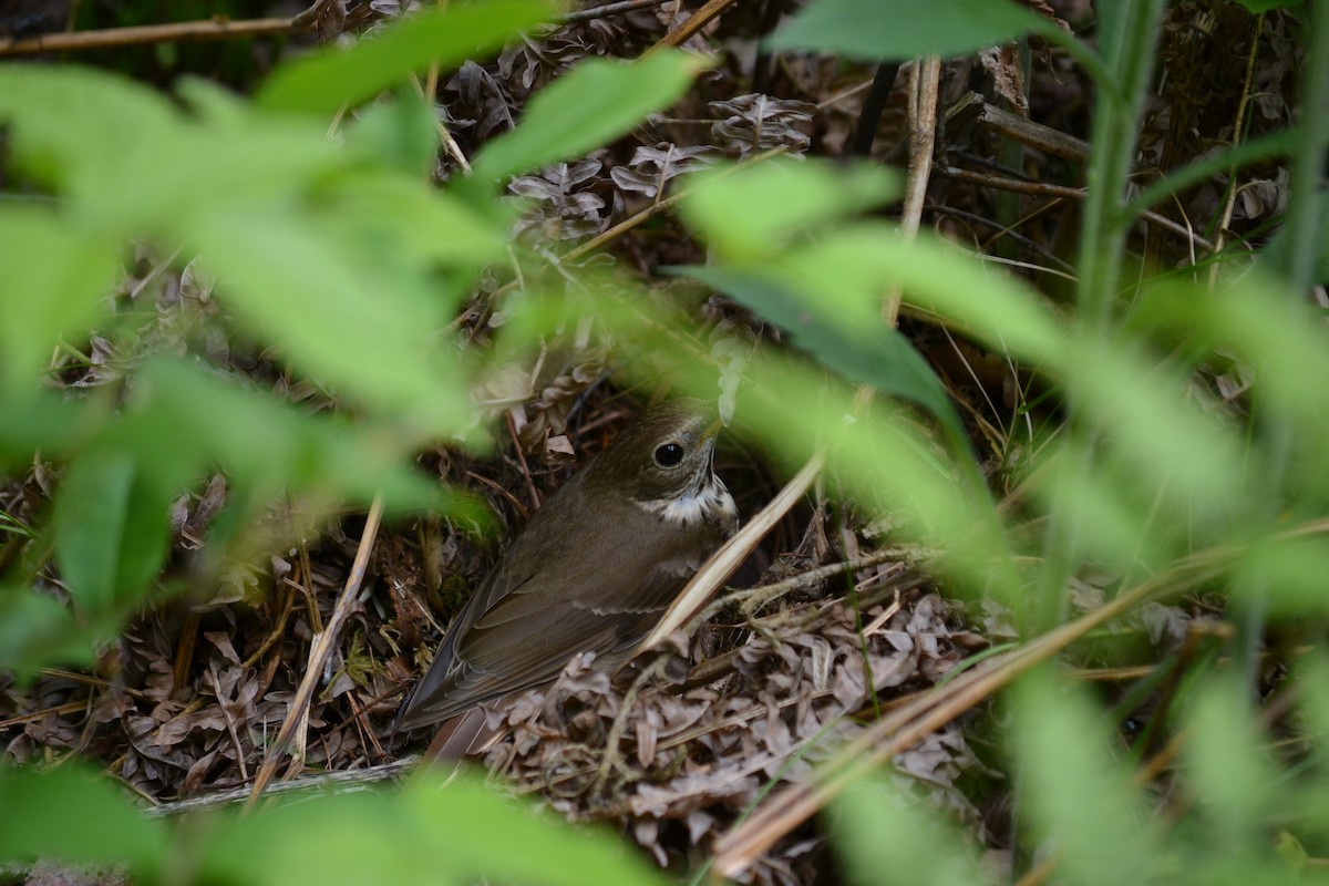 Hermit Thrush - ML104205561