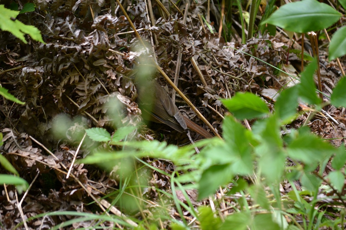 Hermit Thrush - ML104205571