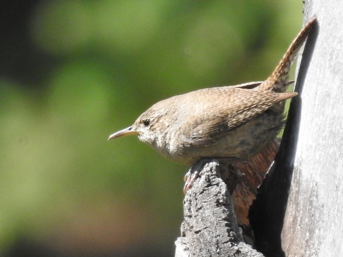 House Wren - ML104206221