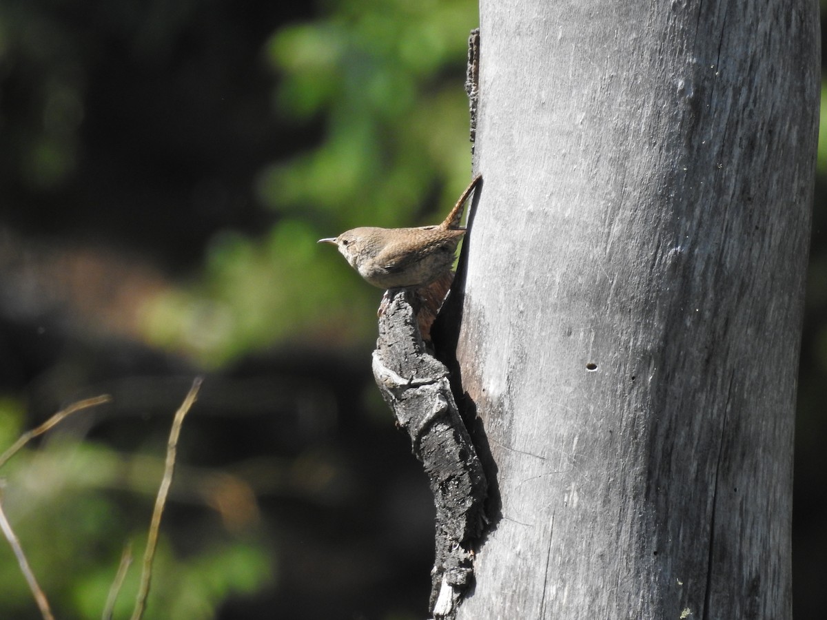 Northern House Wren - ML104206261