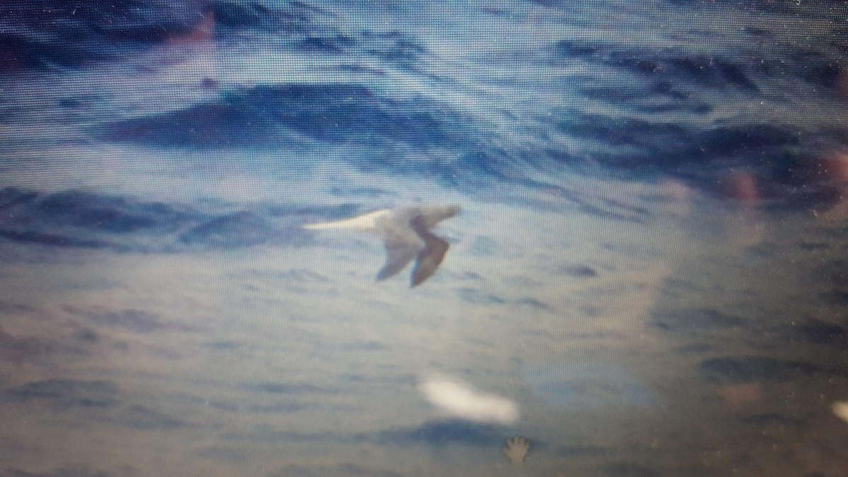 Red-footed Booby - ML104206691
