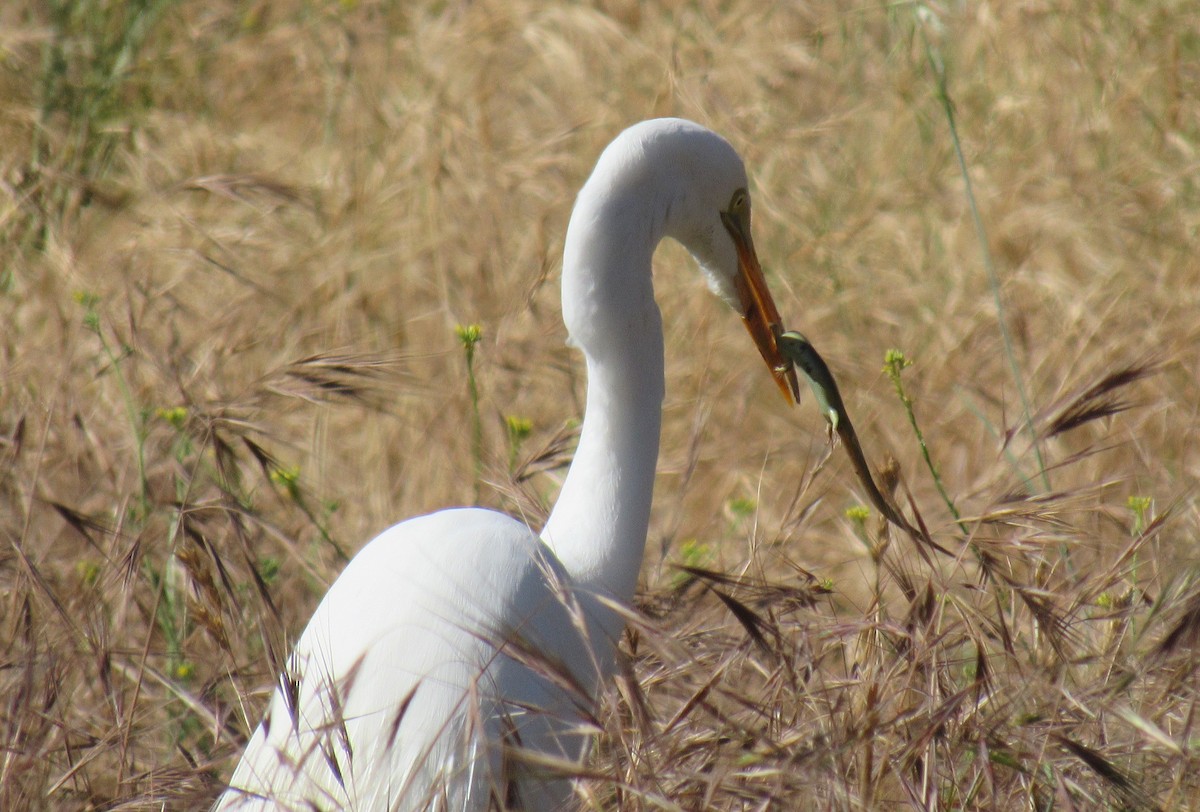 Great Egret - Alex Single