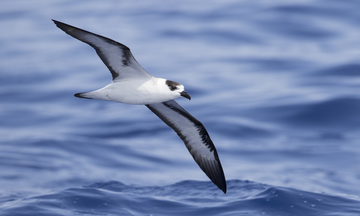 ズグロシロハラミズナギドリ（White-faced） - ML104206781