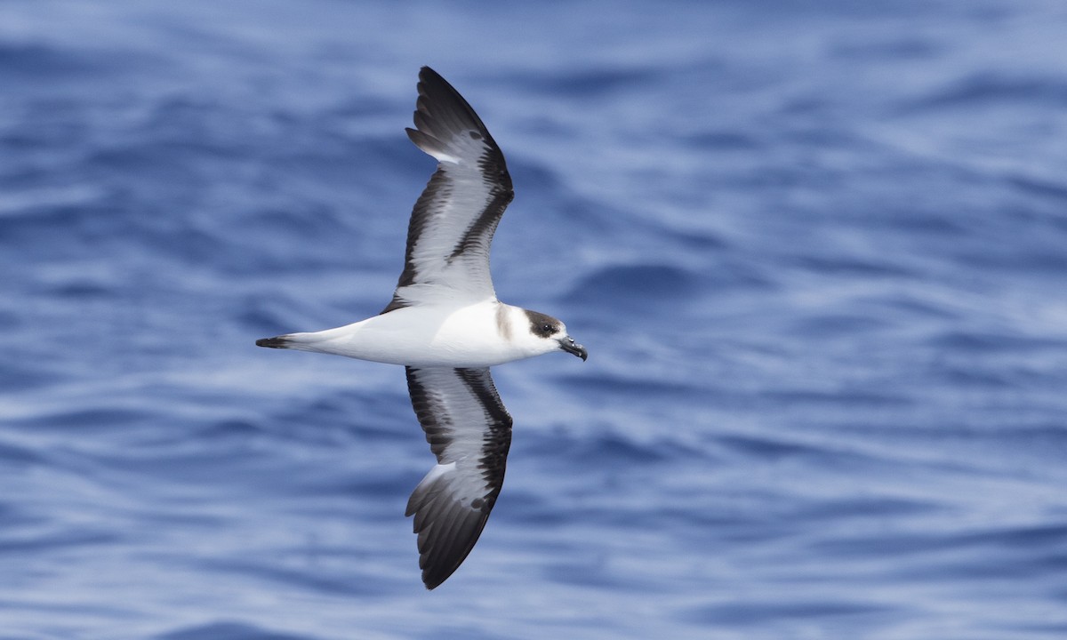 Black-capped Petrel (Dark-faced) - Brian Sullivan
