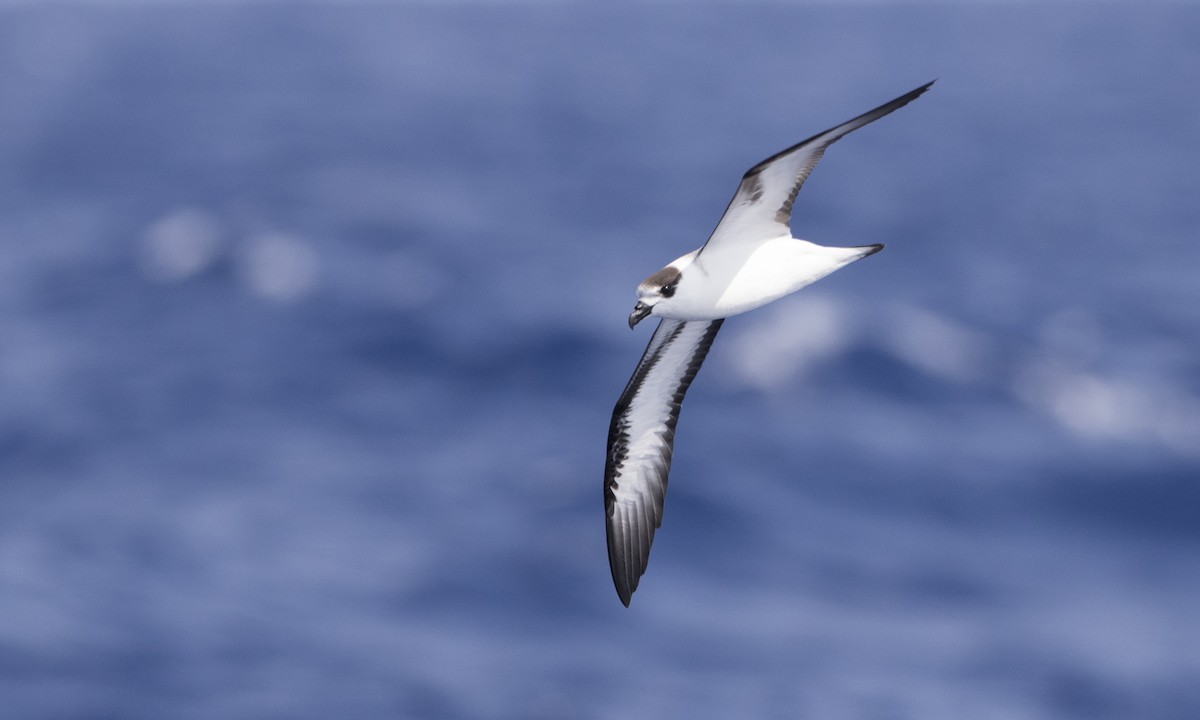 ズグロシロハラミズナギドリ（White-faced） - ML104207151