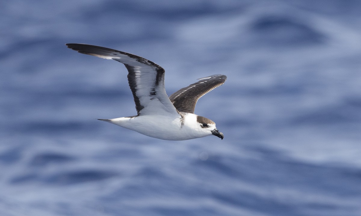 ズグロシロハラミズナギドリ（White-faced） - ML104207201