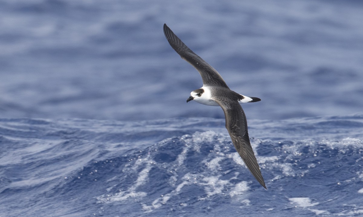 Черношапочный тайфунник (White-faced) - ML104207821