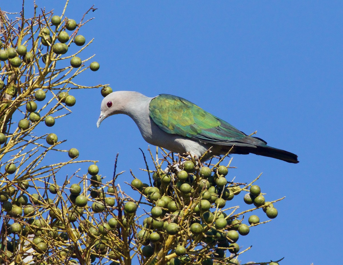 Green Imperial-Pigeon - Scott Baker