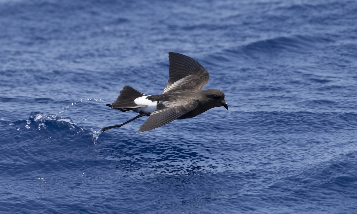 Wilson's Storm-Petrel - ML104209801