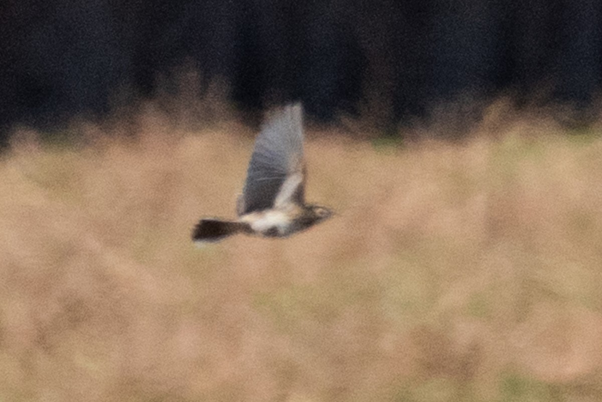 Australian Pipit - ML104211081