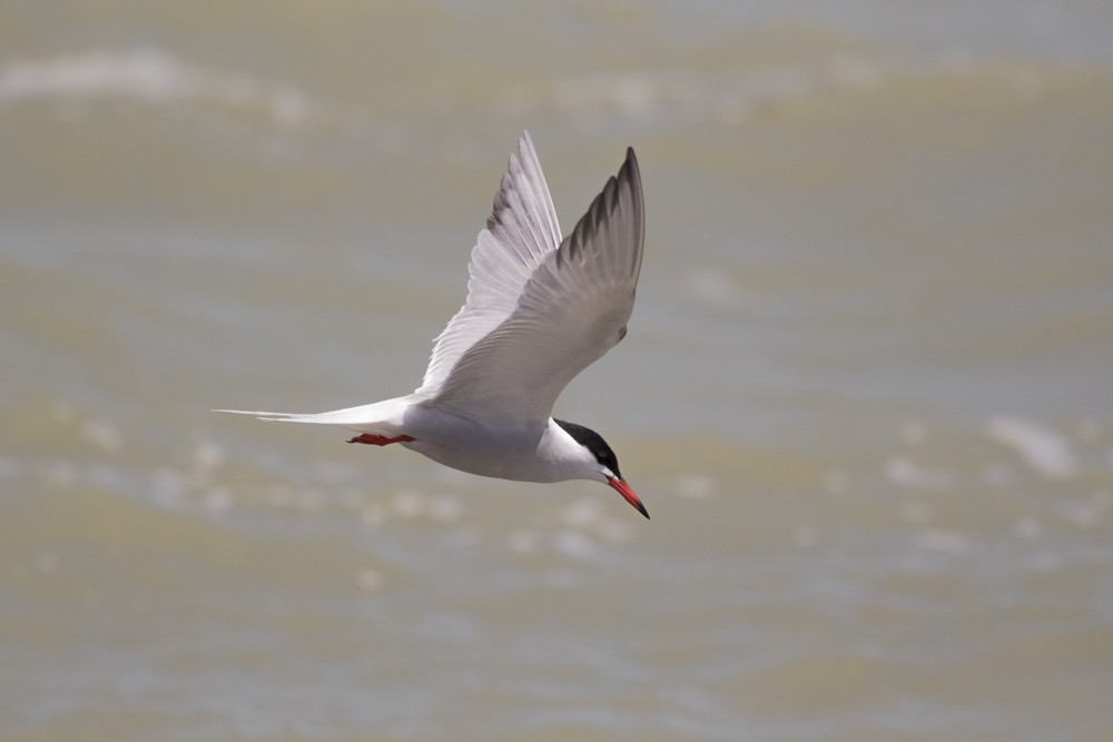 Common Tern - Annie McLeod