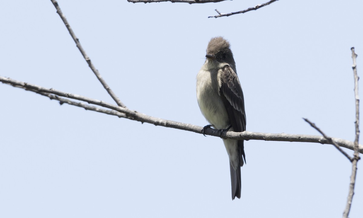 Western Wood-Pewee - ML104211251