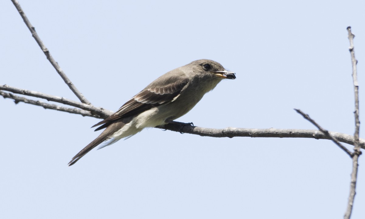 Western Wood-Pewee - ML104211261