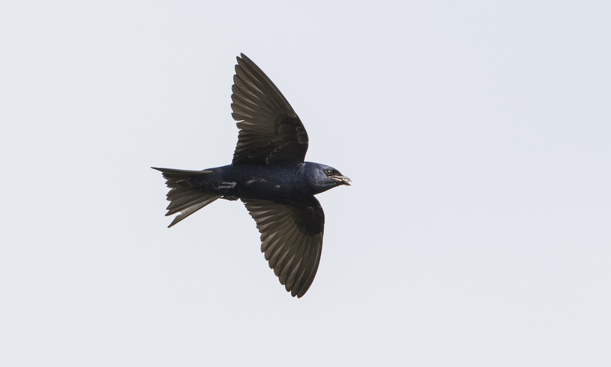 Purple Martin - ML104212181