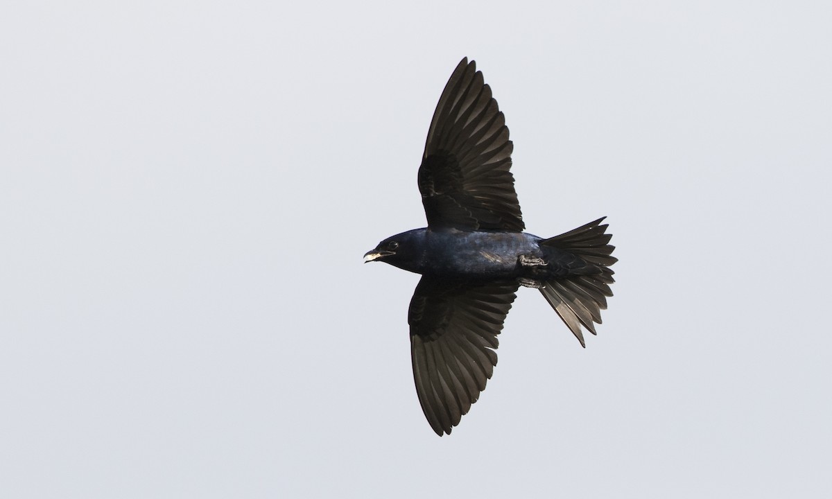 Golondrina Purpúrea - ML104212211