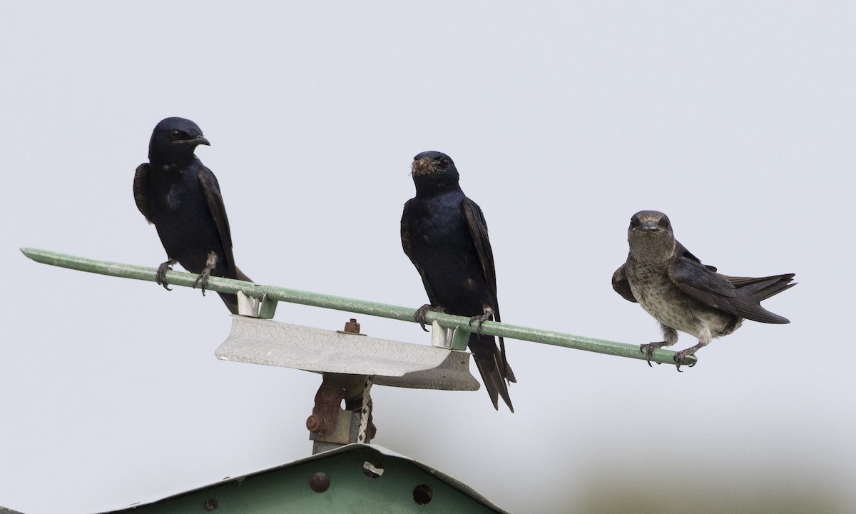 Purple Martin - ML104212261