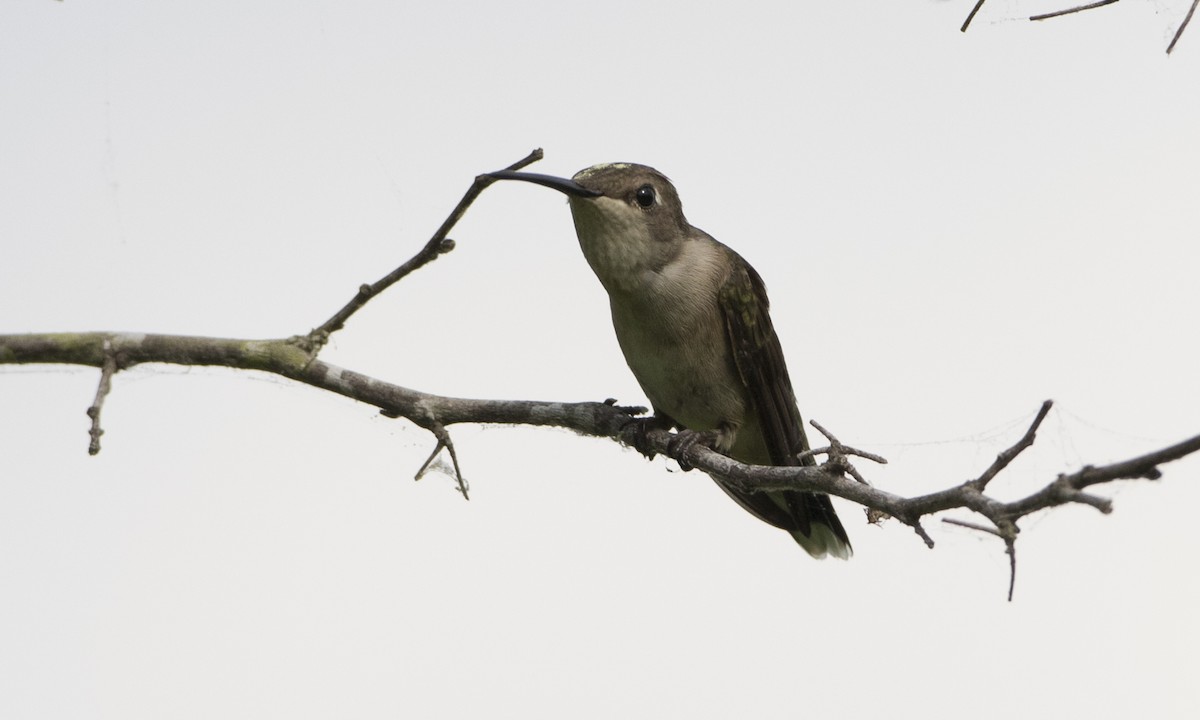 Yakut Boğazlı Kolibri - ML104212301