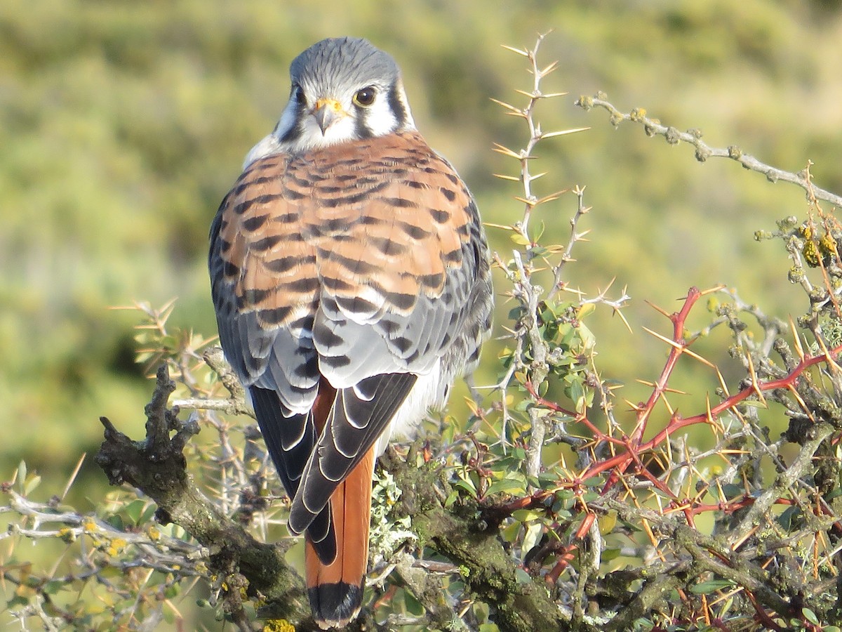 American Kestrel - ML104212311