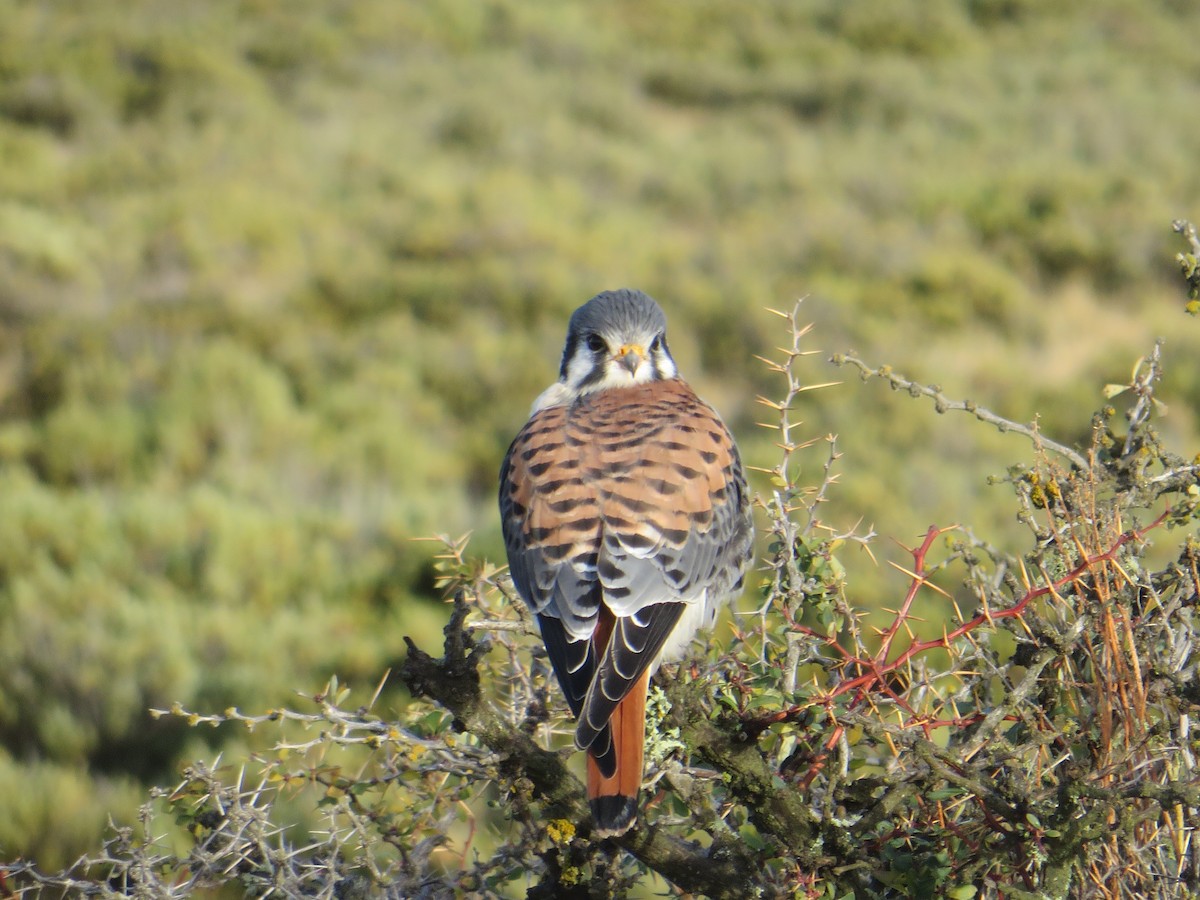 American Kestrel - ML104212341