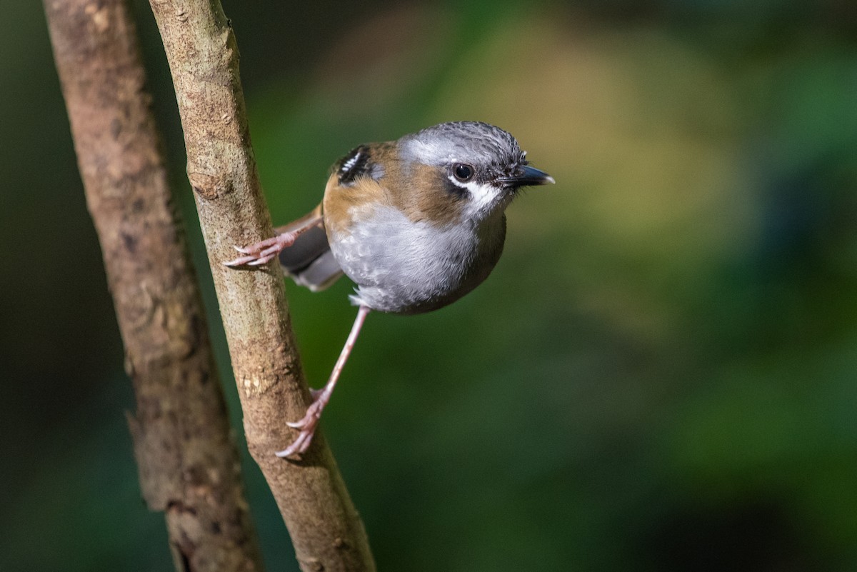 Gray-headed Robin - ML104212671