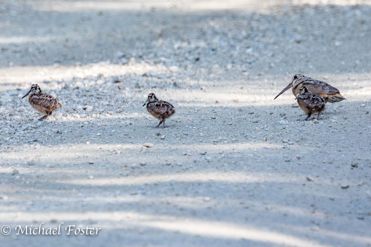 American Woodcock - ML104213951