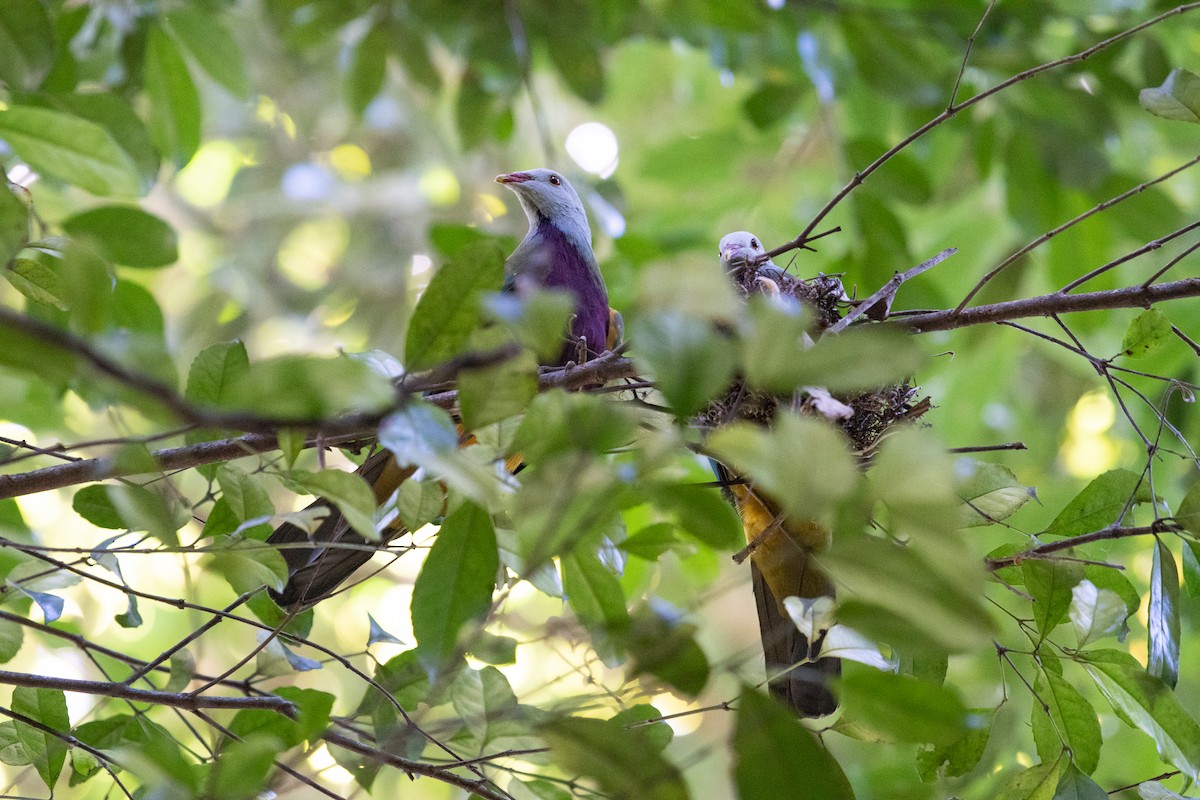 Wompoo Fruit-Dove - ML104214691