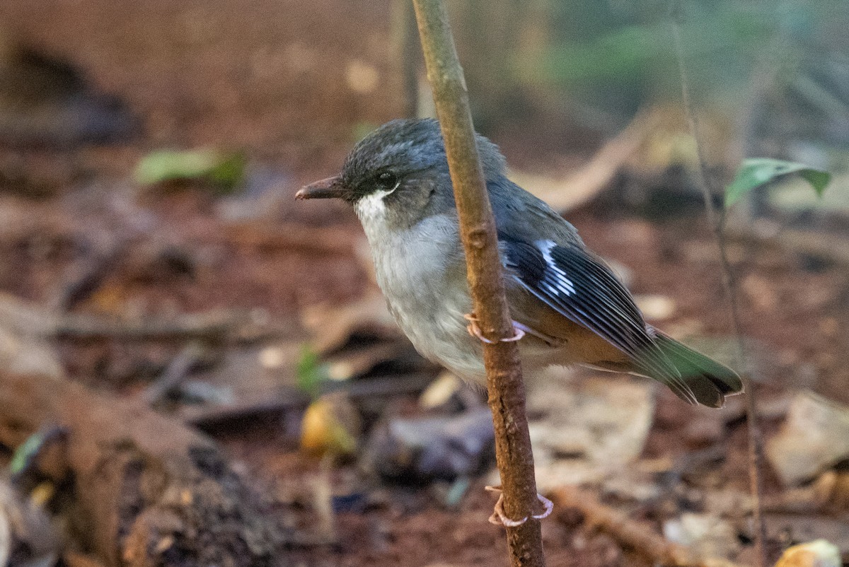 Gray-headed Robin - ML104214911
