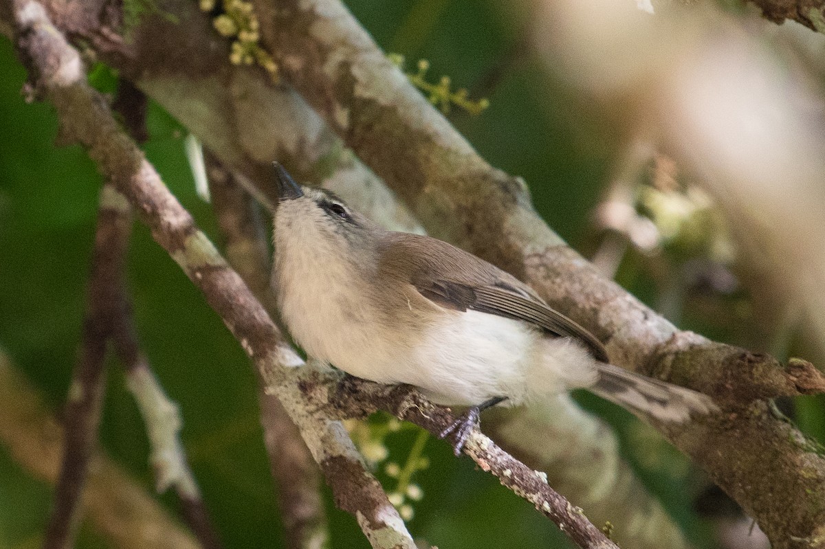 Brown Gerygone - ML104216611