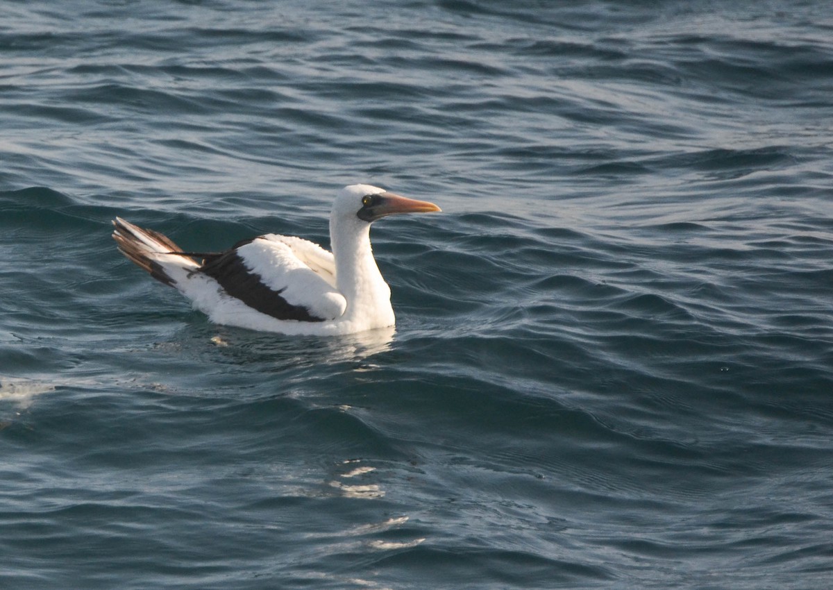 Nazca Booby - ML104217211