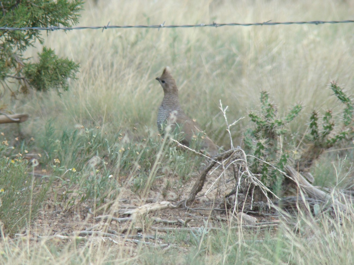 Scaled Quail - ML104217741