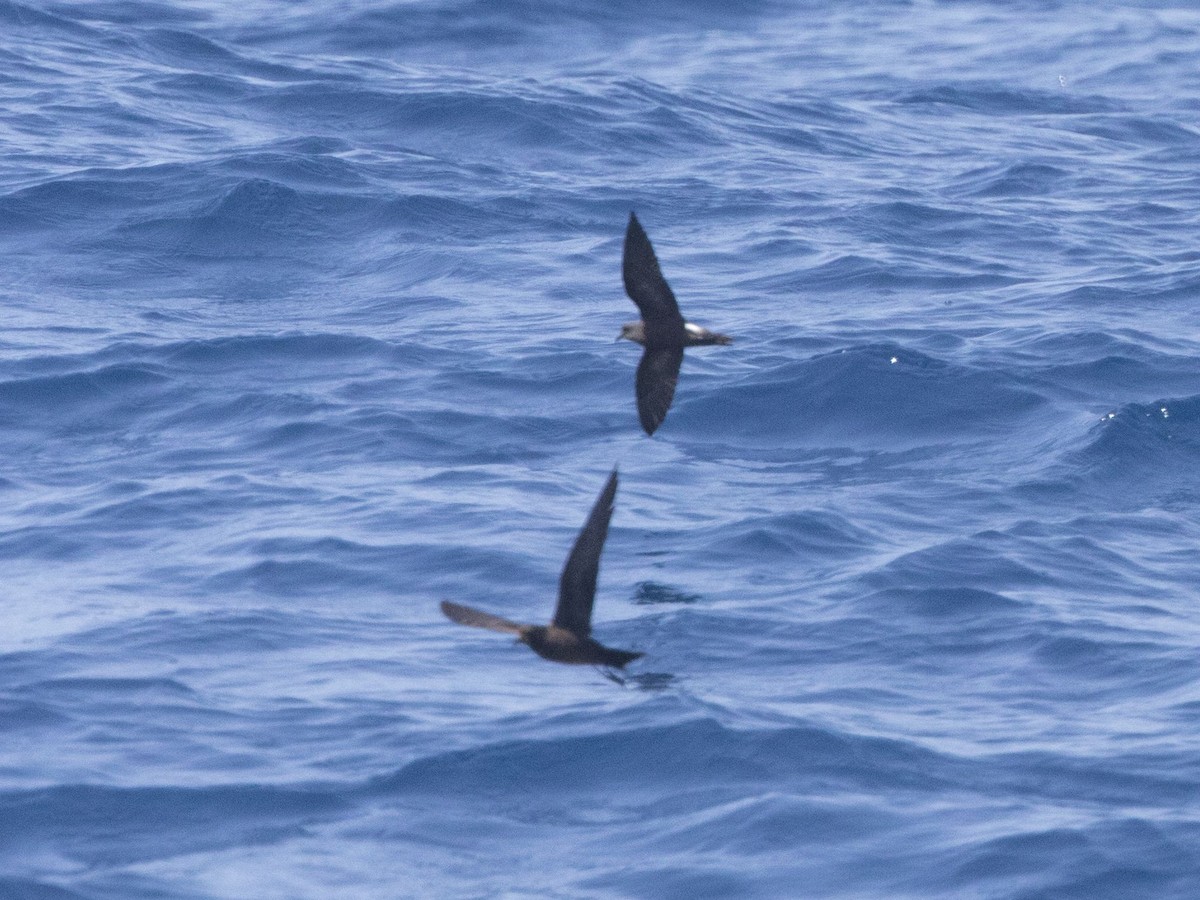 Townsend's Storm-Petrel - ML104218471