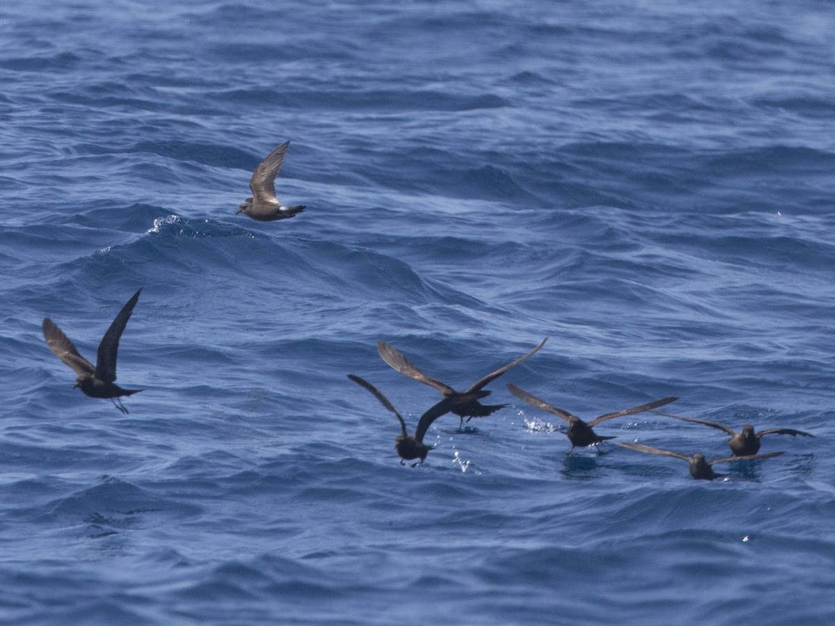 Townsend's Storm-Petrel - ML104218481