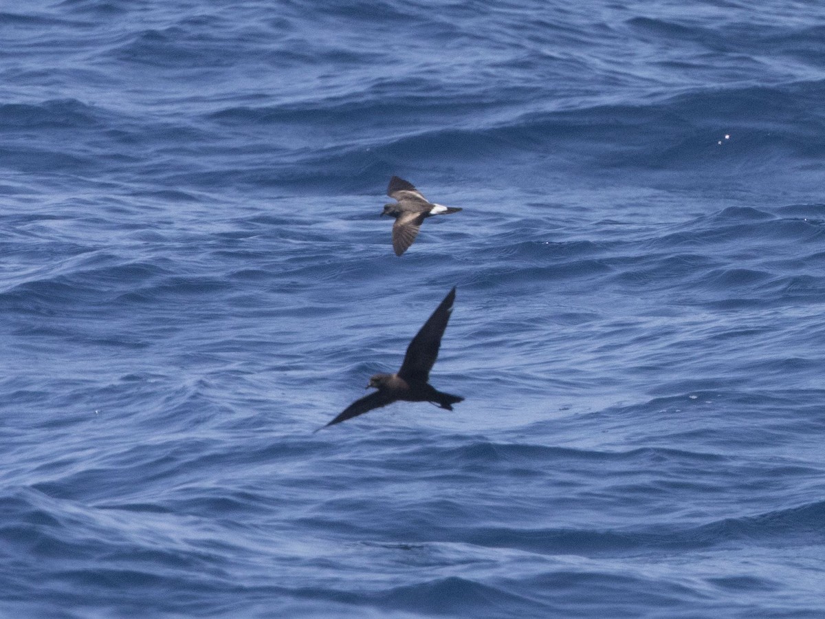 Townsend's Storm-Petrel - ML104218501