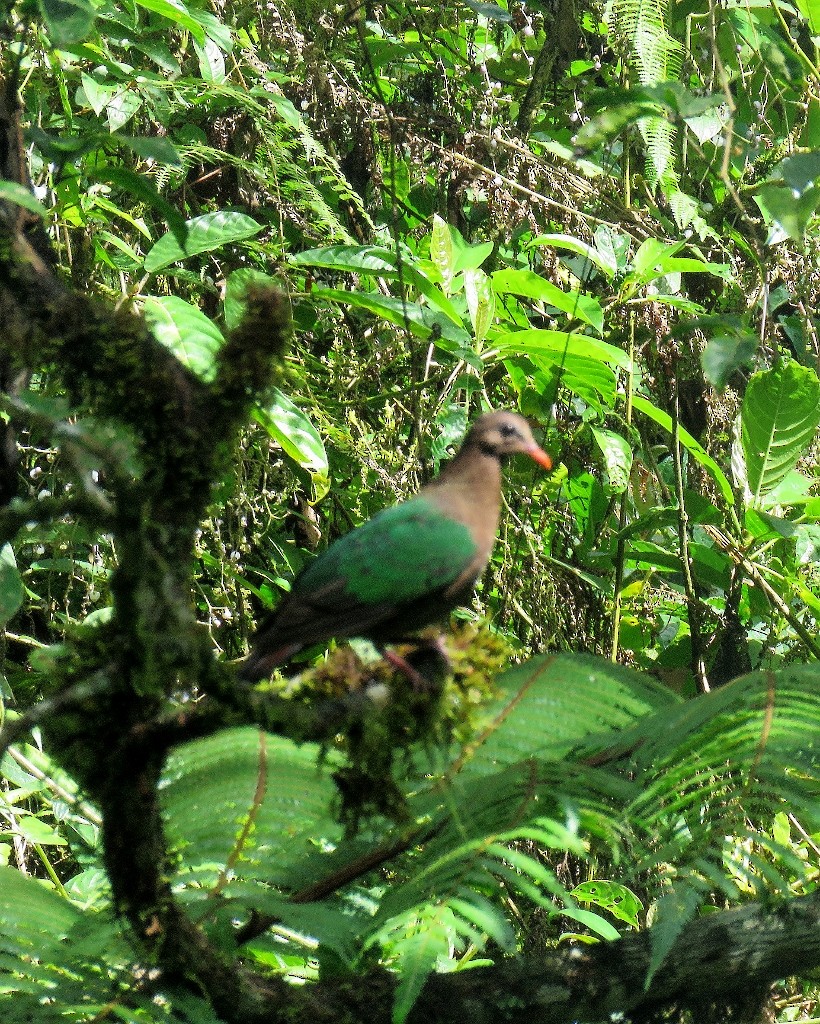 holub zelenokřídlý - ML104218551