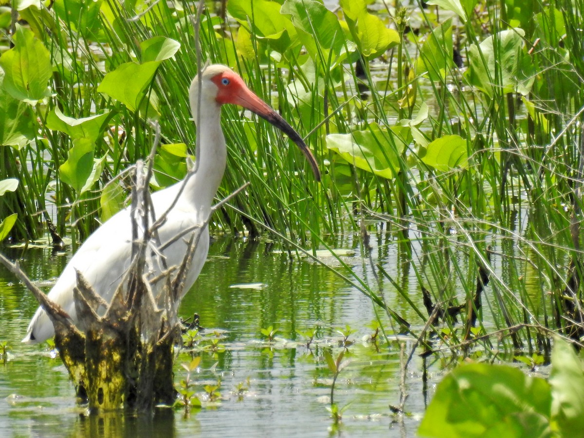 White Ibis - ML104218651